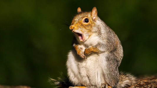 Squirrels Aren't Competitive